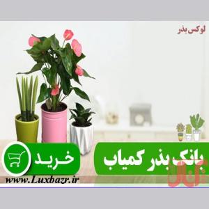 لوکس بذر | بهترین سایت بذرهای کمیاب گل