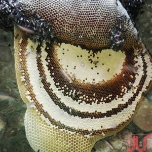 خرید و فروش عسل وحشی شوشتر،عسل سرشاخه،عسل کوهی،عسل درختی