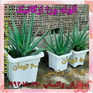 فروش پاجوش آلوئه ورا،برگ آلوئه ورا وگل آلوئه ورا خوراکی 