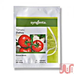 بذر گوجه فرنگی گلخانه ای دافنیس محصول شرکت سینجنتا سوئیس