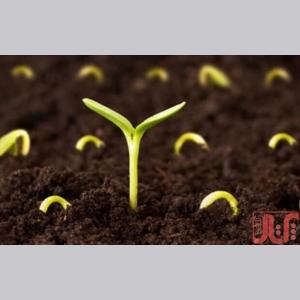 ابر جاذب آب تکاپ