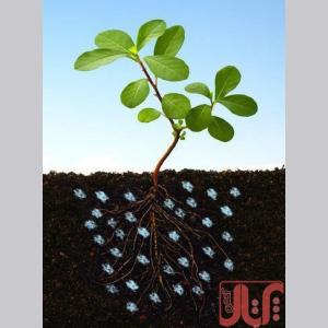 پلیمر سوپر جاذب آب تکاپ