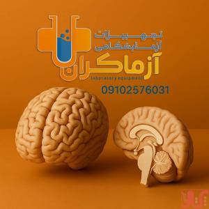 مولاژ مغز دو قسمتی 