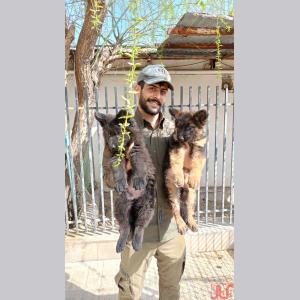 فروش 4 قلاده توله ژرمن کینگ